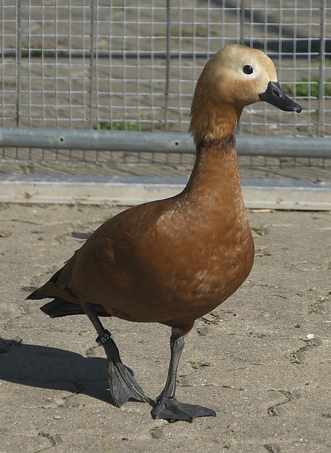 批评