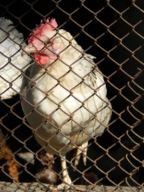 抢迫使布伦 抢迫使布伦